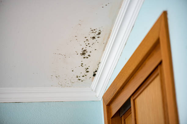 Professional Mold Removal in Girard, IL